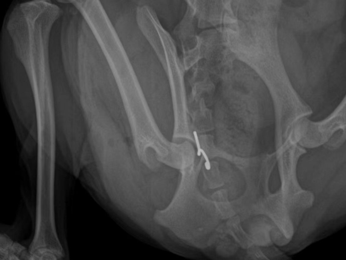 犬股骨头脱位人工圆韧带再造术